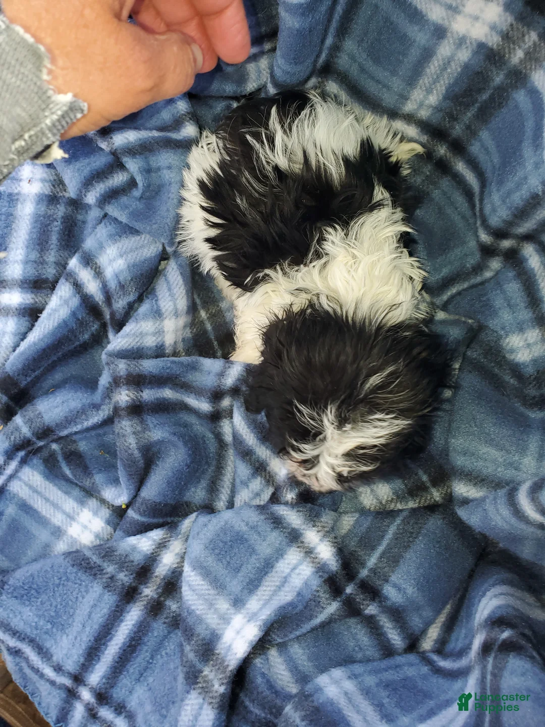 Cavapoo dogs for sale: Harry - Ad 3