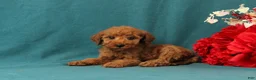 Mini Goldendoodle dogs for sale: October - Ad 4