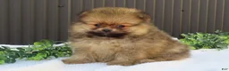 Pomeranian dogs for sale: Pepper 🐶 - Ad 4