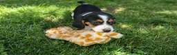 Beagle dogs for sale: 💕Millie Mae 🐶 - Ad 6