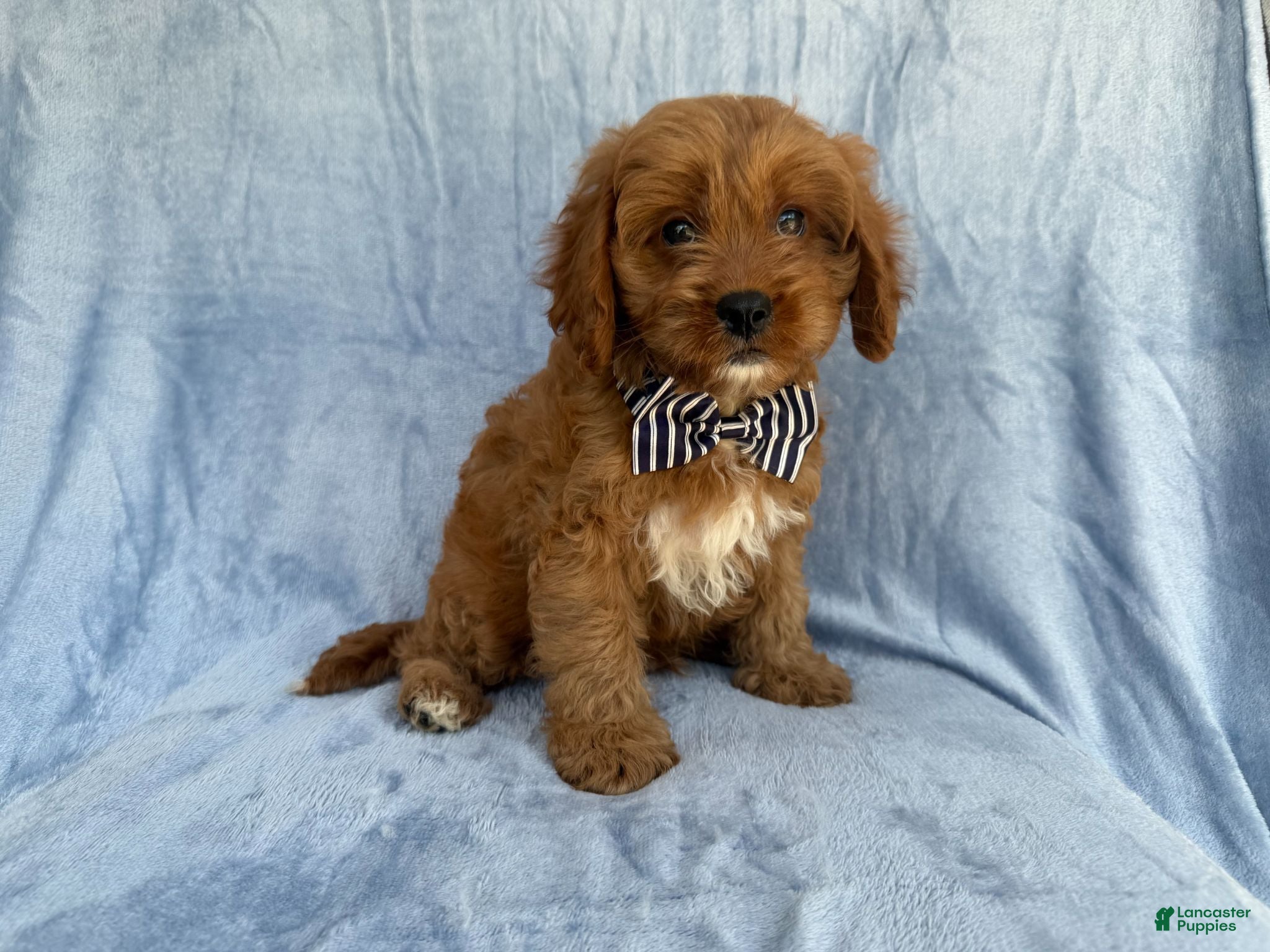 Cavapoo dogs Bronx - Ad 21