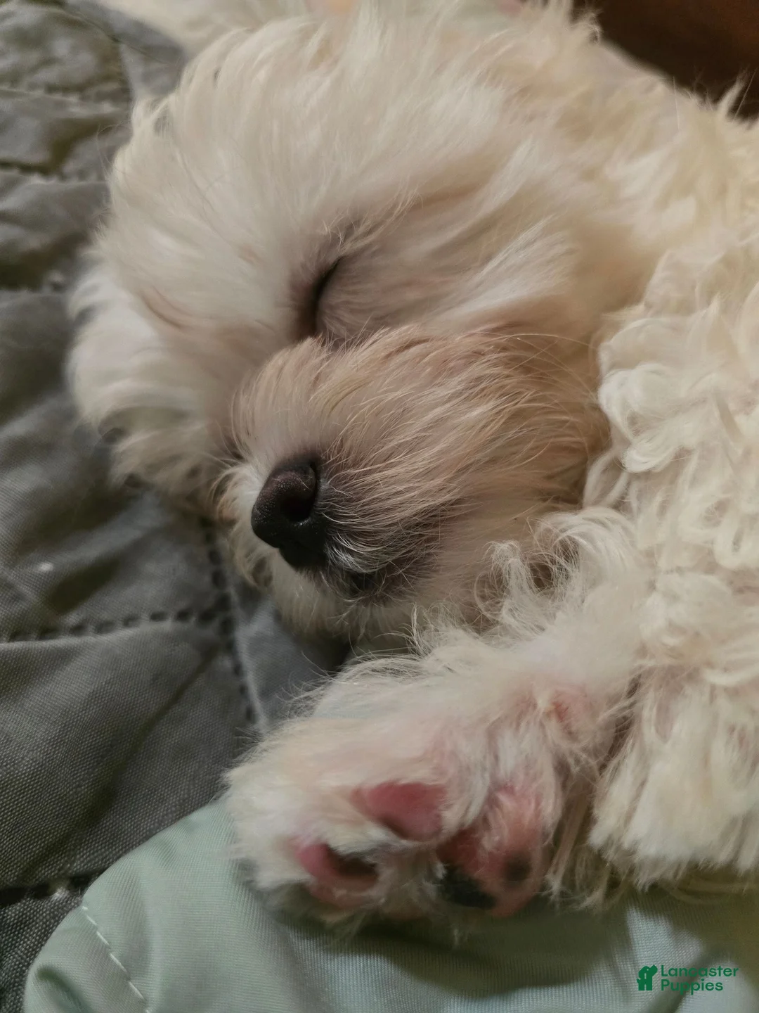 Shihpoo dogs for sale: Momo - Ad 2