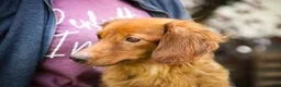 Miniature Dachshund dogs for sale: Macintosh Miniature Dachshund  - Ad 8