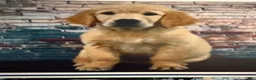 Golden Retriever dogs for sale: Golden Retriever 1 - Ad 2