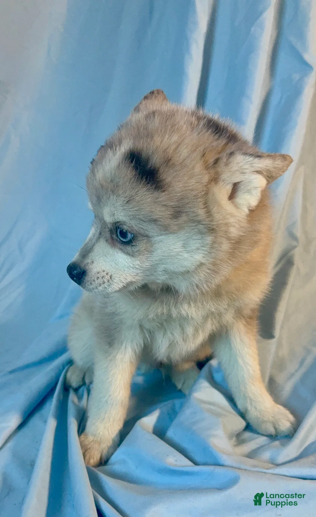 Mixed Breed dogs for sale: Brady - Merle Boy  - Ad 6