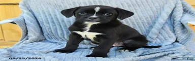 Nitro