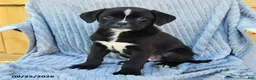 Mixed Breed dogs for sale: Nitro - Ad 1