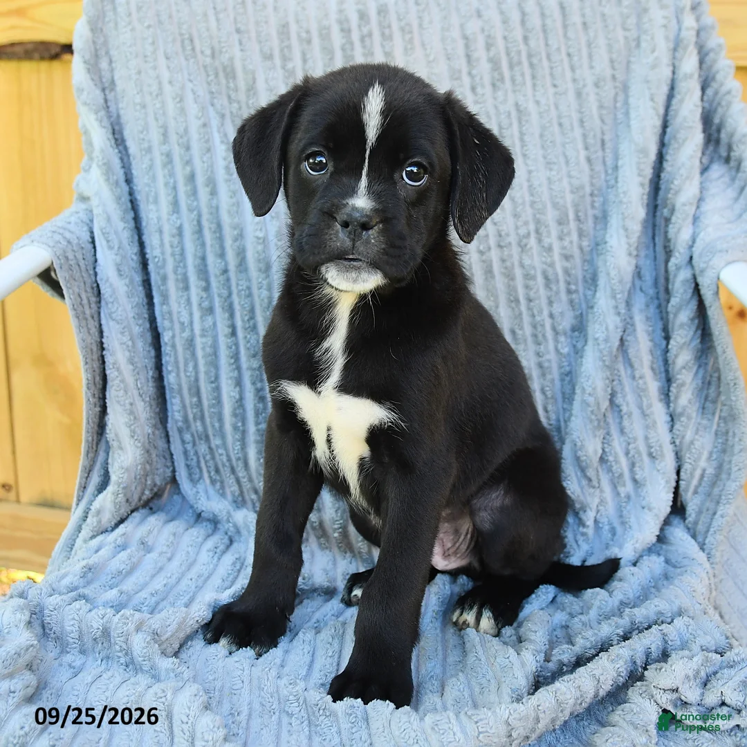 Mixed Breed dogs for sale: Nitro - Ad 1
