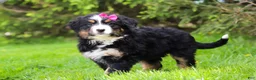 Bernese Mountain Dog dogs for sale: Amelia - Ad 7