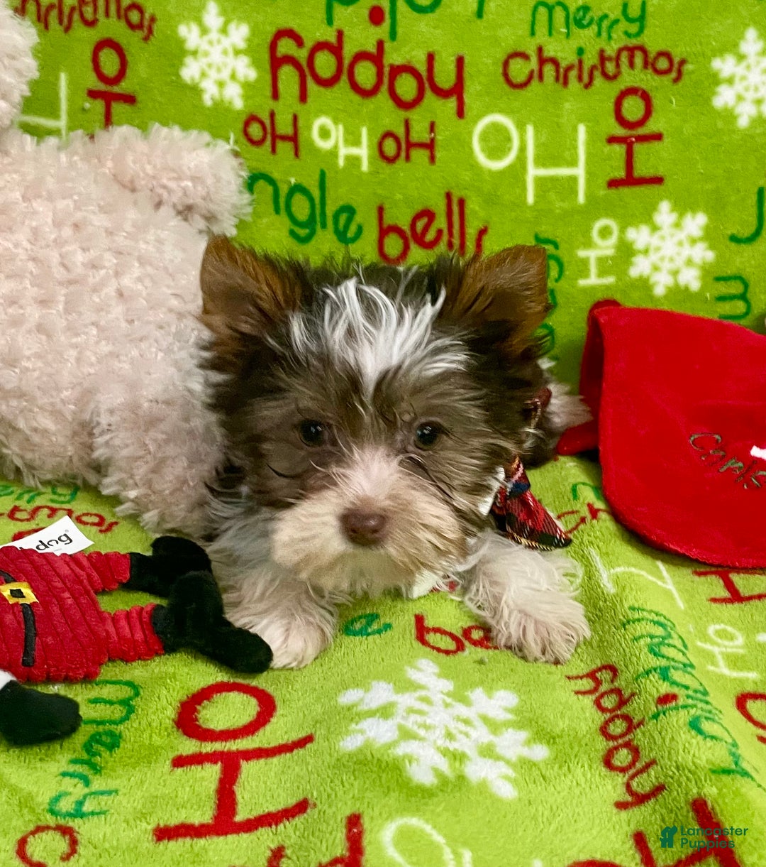 Yorkshire Terrier dogs for sale: Choc Merle Tommy  - Ad 17