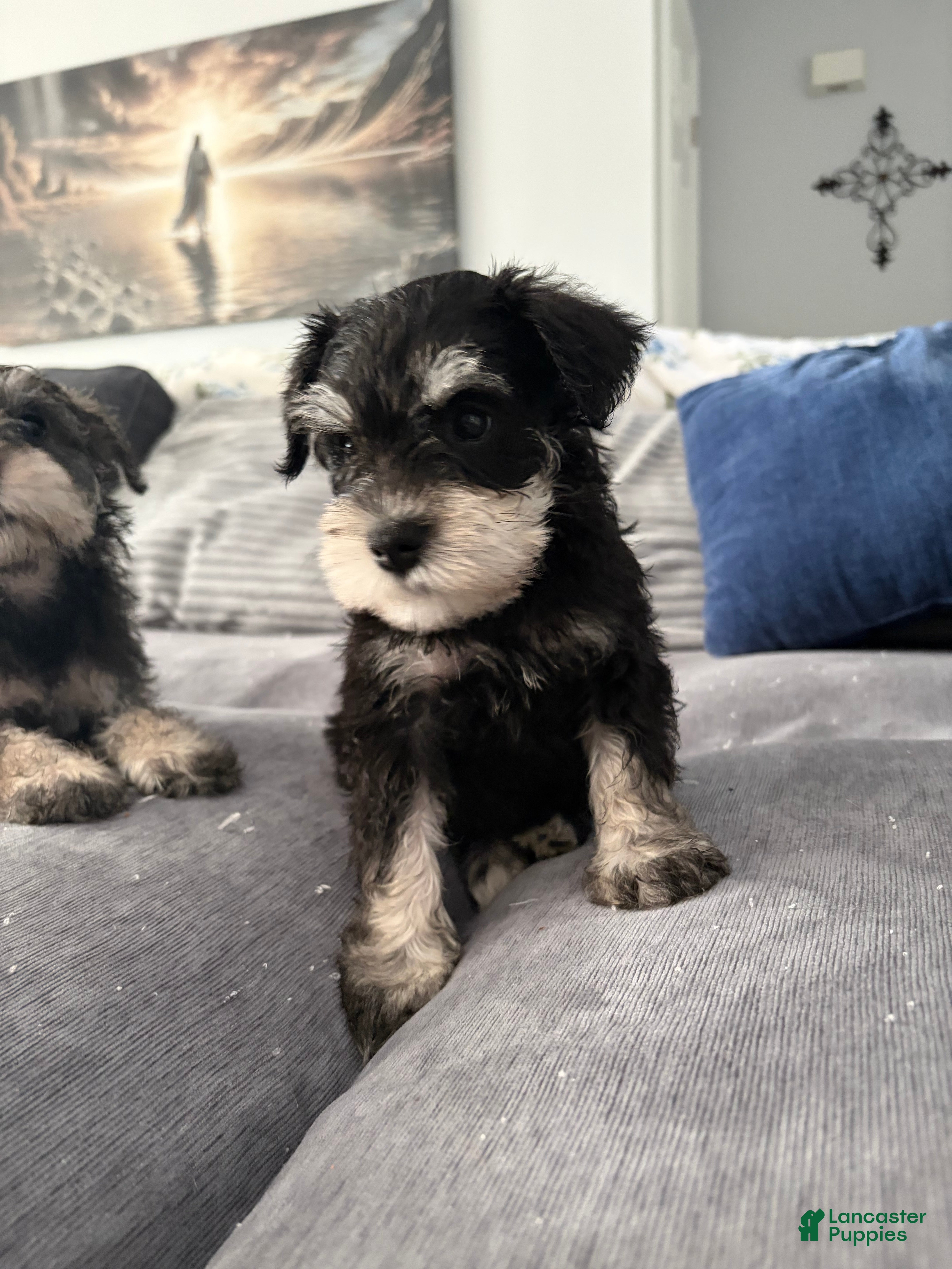 Miniature Schnauzer dogs Miniature Schnauzer 3 - Ad 2