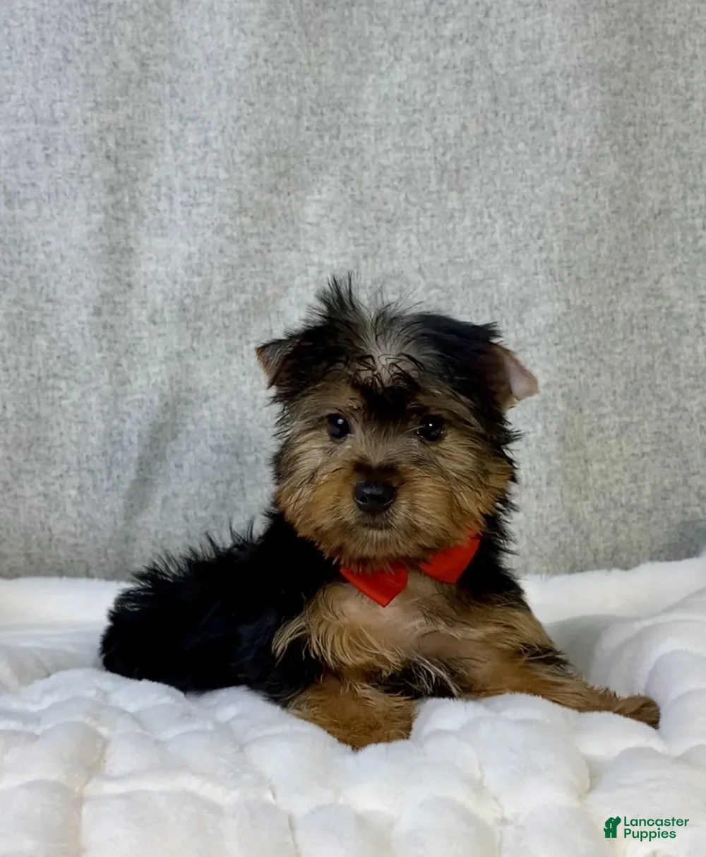 Yorkshire Terrier dogs Dash - Ad 11