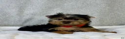 Yorkshire Terrier dogs for sale: Dash - Ad 1