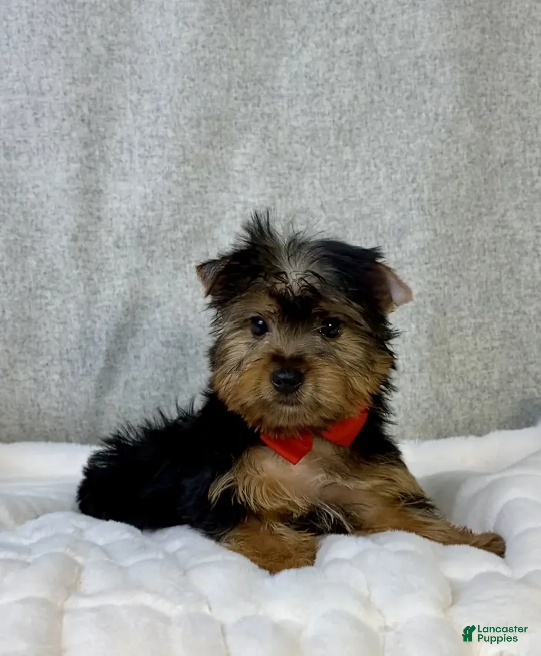 Yorkshire Terrier dogs for sale: Dash - Ad 1