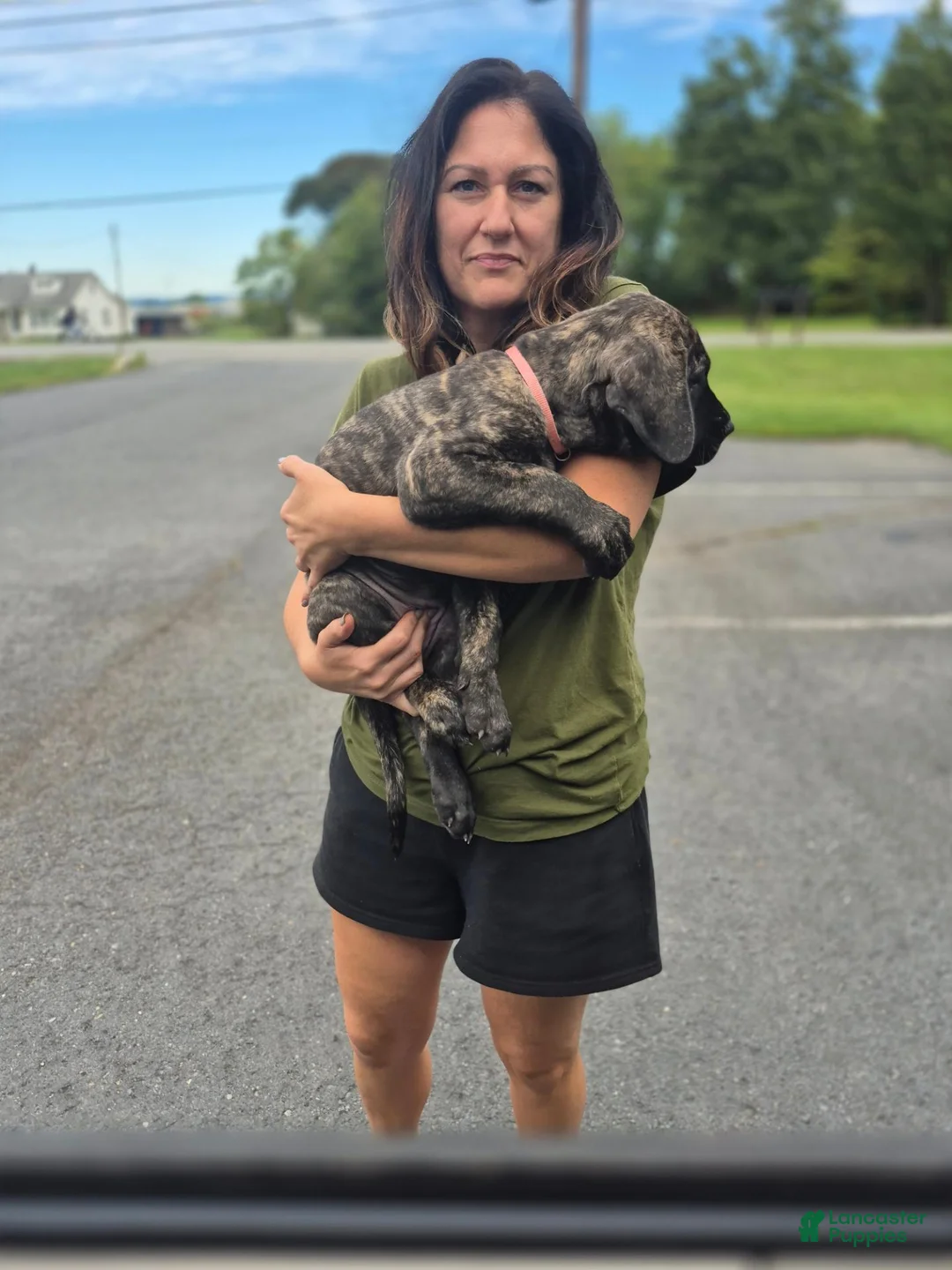 Great Dane dogs for sale: Fury - Ad 1