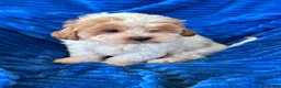 Shihpoo dogs for sale: DOLLY - Ad 10
