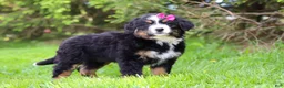 Bernese Mountain Dog dogs for sale: Amelia - Ad 9
