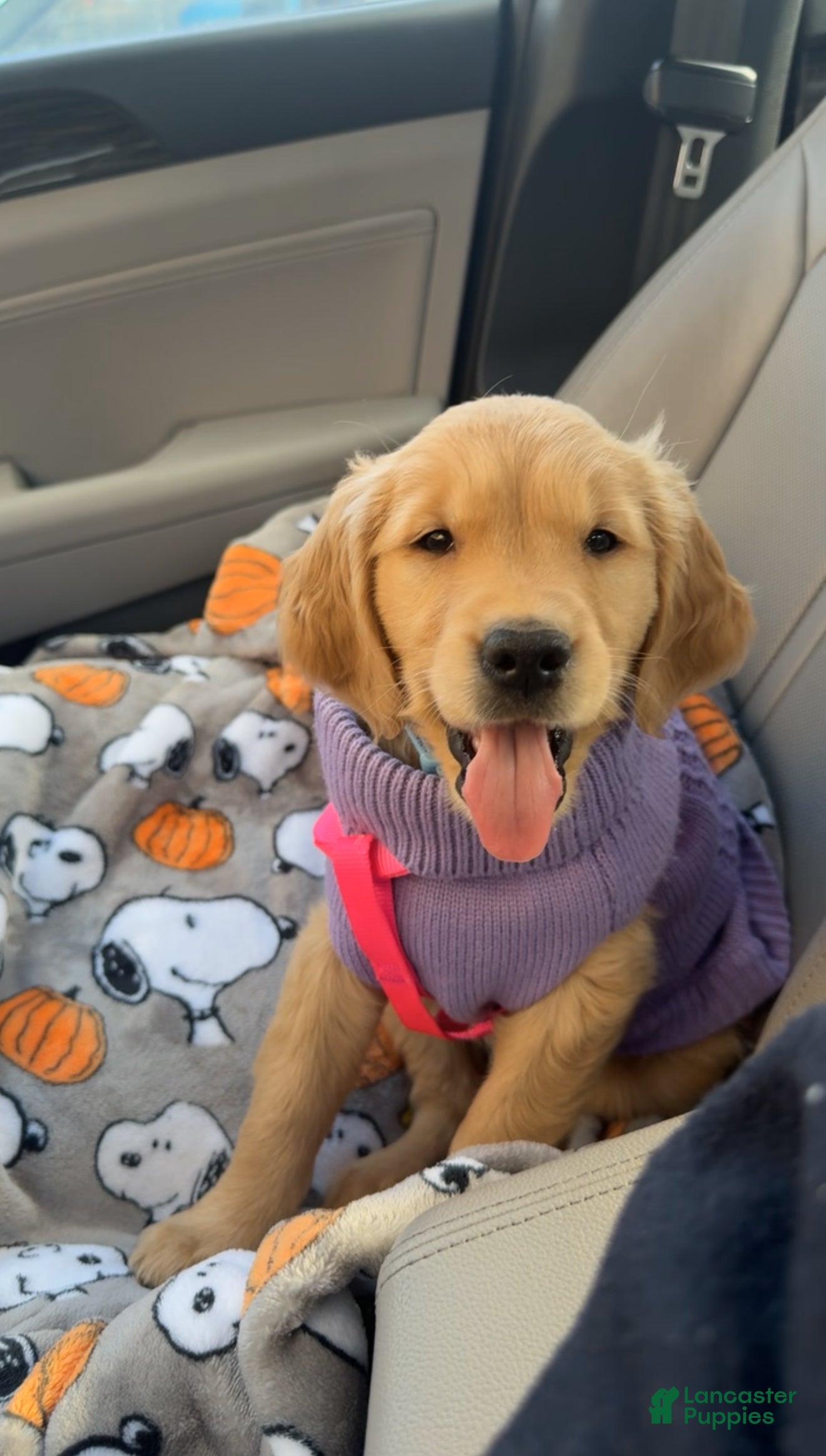 Golden Retriever dogs Golden Retriever Puppy 1 - Ad 1