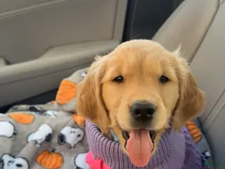 Golden Retriever dogs Golden Retriever Puppy 1 - Ad 1