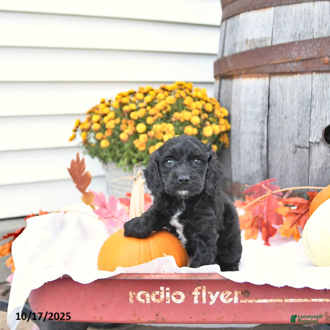 Cockapoo dogs for sale: Chloe - Ad 7