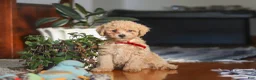 Miniature Poodle dogs for sale: Brady - Ad 1