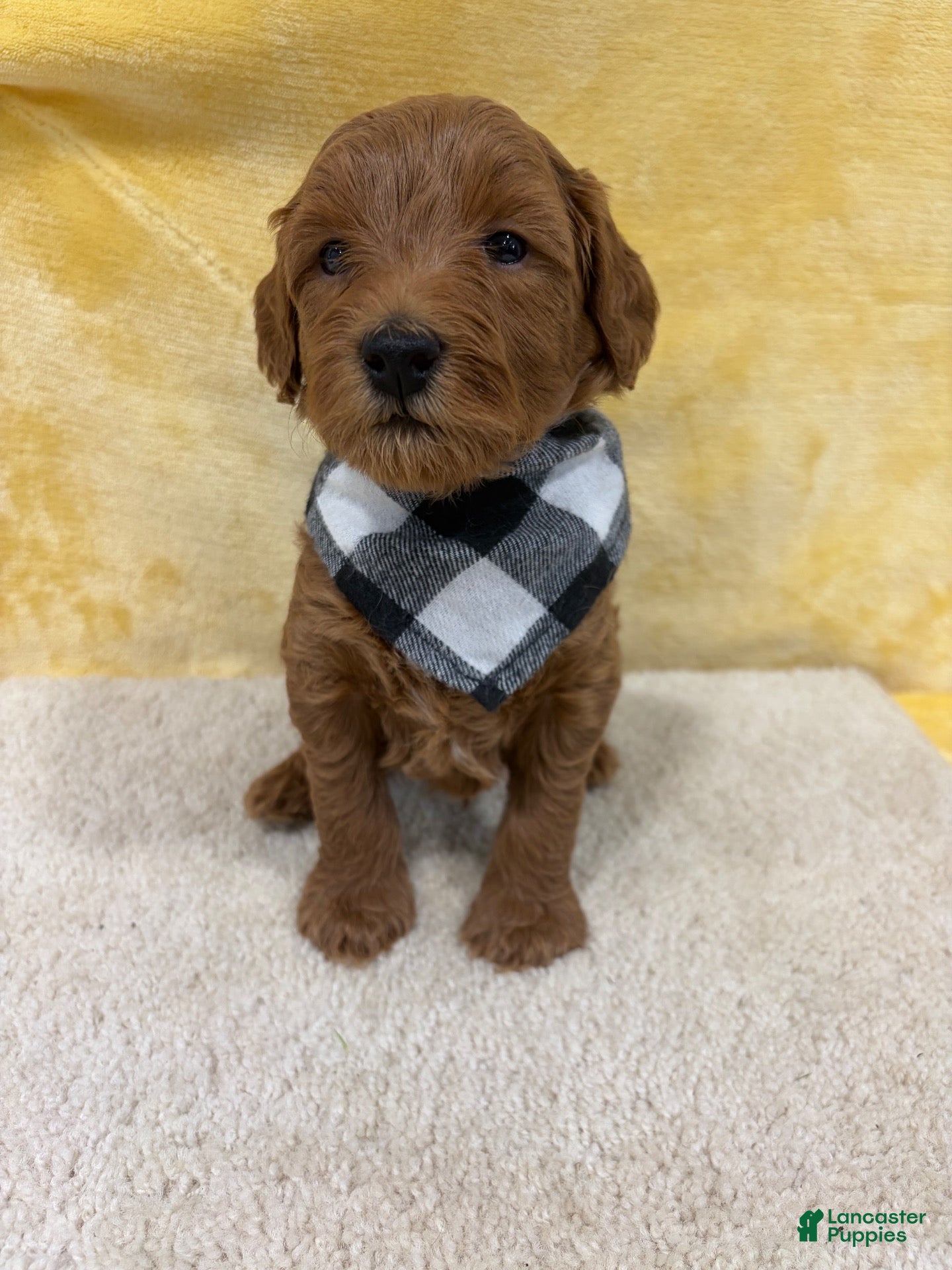 Mini Goldendoodle dogs Milo - Ad 2