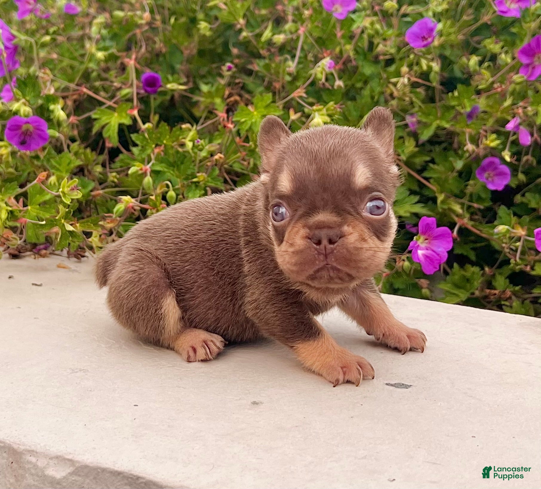French Bulldog dogs Jasmine - Ad 1