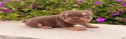 French Bulldog dogs for sale: Jasmine - Ad 1