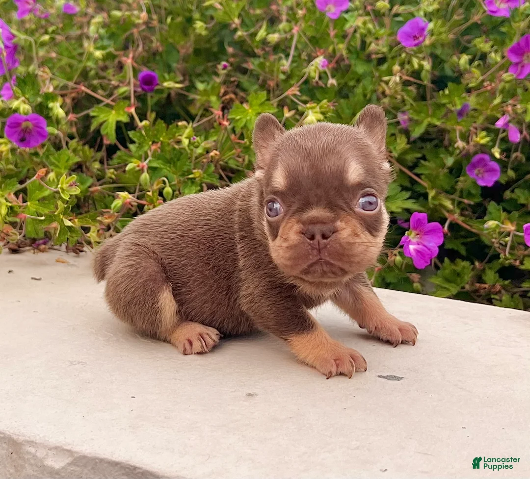 French Bulldog dogs for sale: Jasmine - Ad 1
