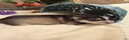 Pomsky dogs for sale: Breeze - Ad 5
