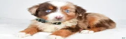 Miniature Australian Shepherd dogs for sale: Kyson  - Ad 4