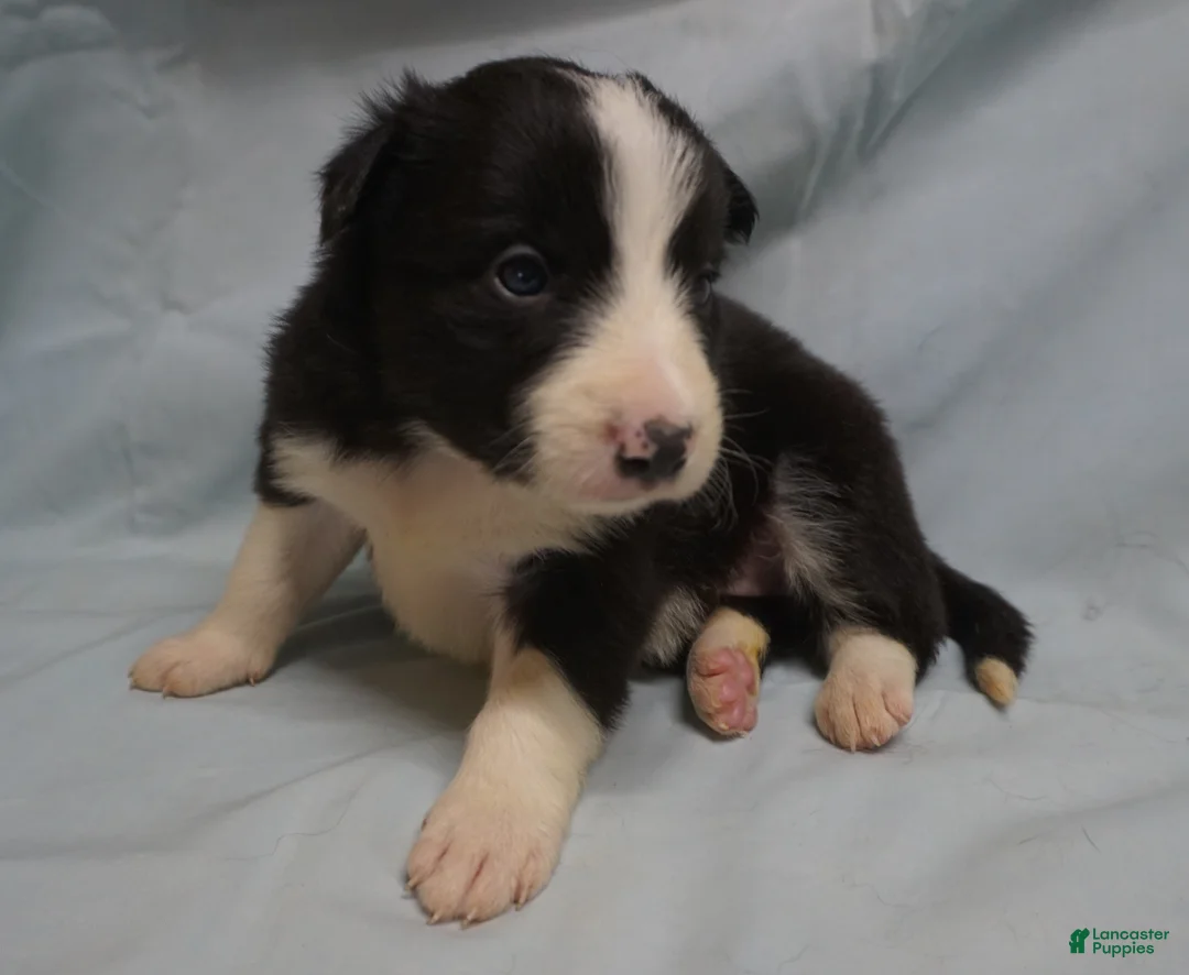 Border Collie dogs for sale: Wanda,  Puppy 1 - Ad 4