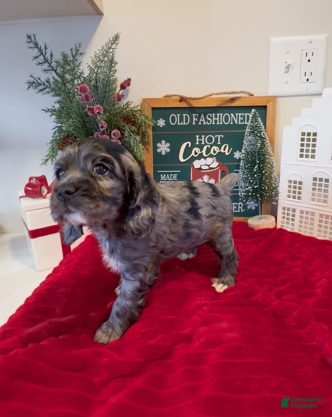 Cocker Spaniel dogs for sale: Maggie - Ad 1