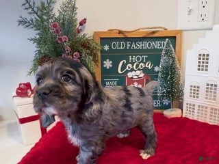 Cocker Spaniel dogs Maggie - Ad 7