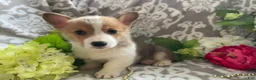 Welsh Corgi Pembroke dogs for sale: Mikey - Ad 8