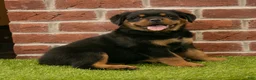 Rottweiler dogs for sale: Ranger - Ad 2
