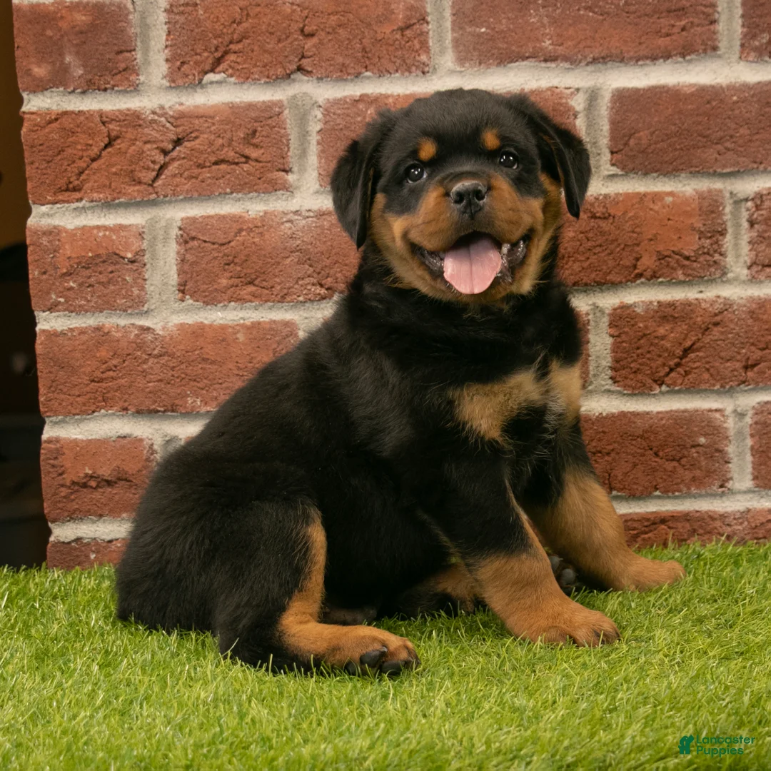 Rottweiler dogs for sale: Ranger - Ad 2