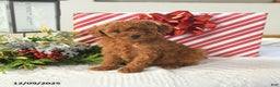 Miniature Poodle dogs for sale: Sasha - Ad 1