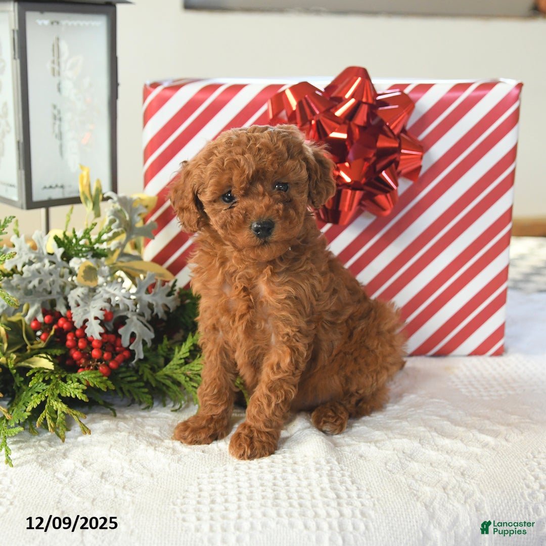 Miniature Poodle dogs for sale: Sasha - Ad 1
