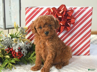 Miniature Poodle dogs Sasha - Ad 31