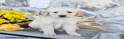 Golden Retriever dogs for sale: Bubba - Ad 2