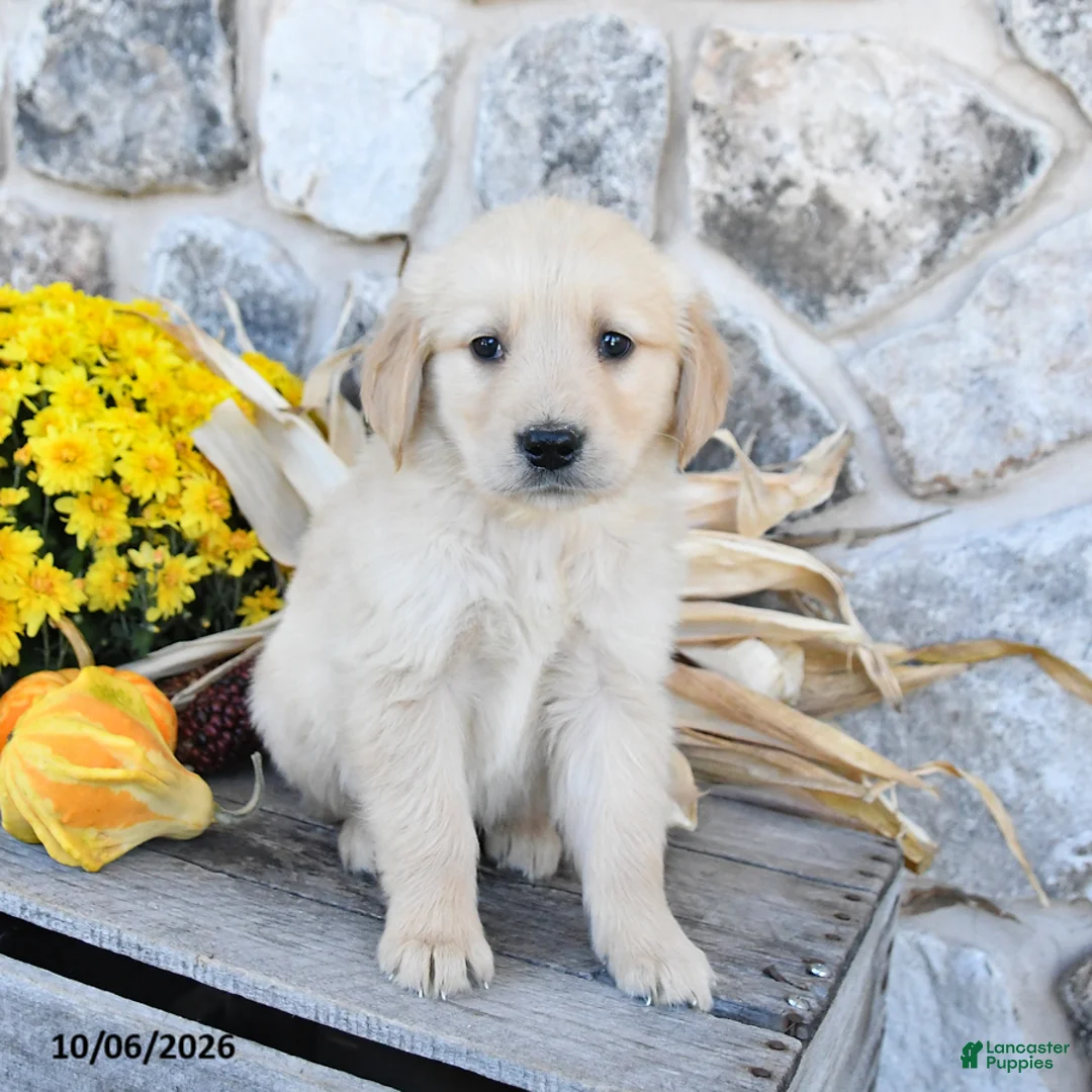 Golden Retriever dogs for sale: Bubba - Ad 2