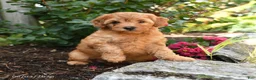 Shihpoo dogs for sale: Delilah - Ad 1