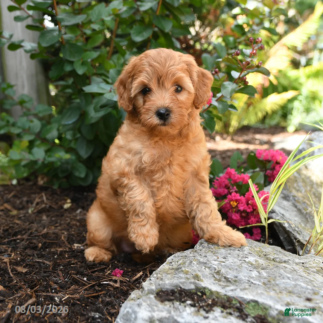 Shihpoo dogs for sale: Delilah - Ad 1