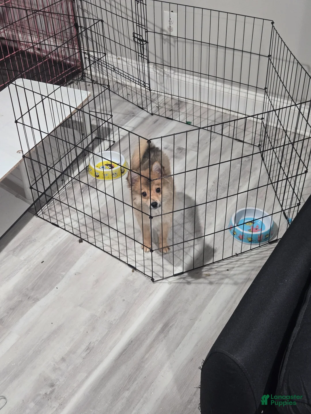 Pomeranian dogs for sale: Pomeranian Puppy 2 - Ad 2