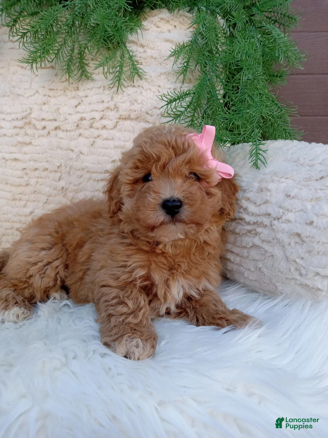 Bichpoo dogs for sale: Willow  - Ad 2