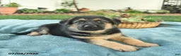 German Shepherd dogs for sale: Ike  - Ad 4