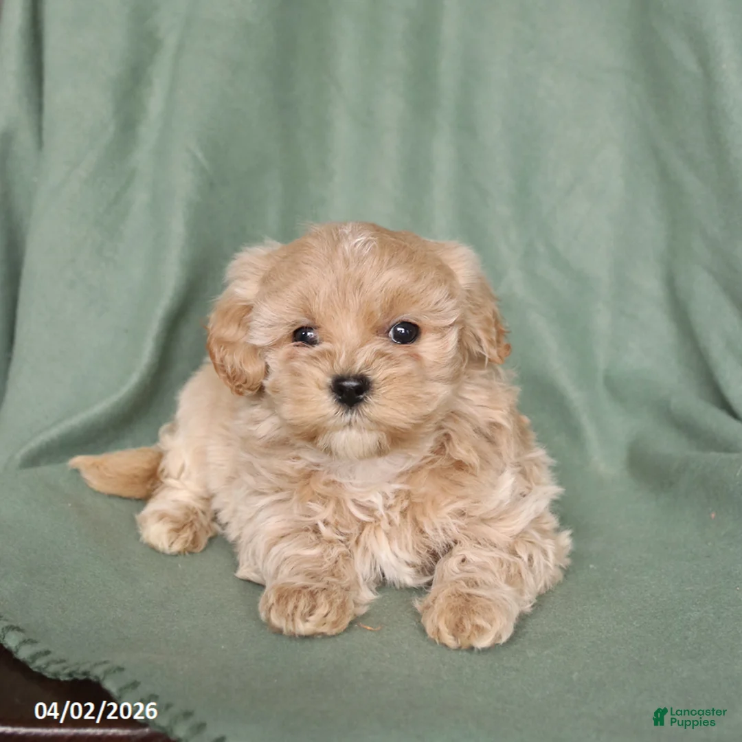 Maltipoo dogs for sale: Harper - Ad 2