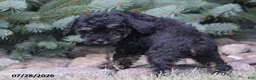 Toy Poodle dogs for sale: Hailey - Ad 8