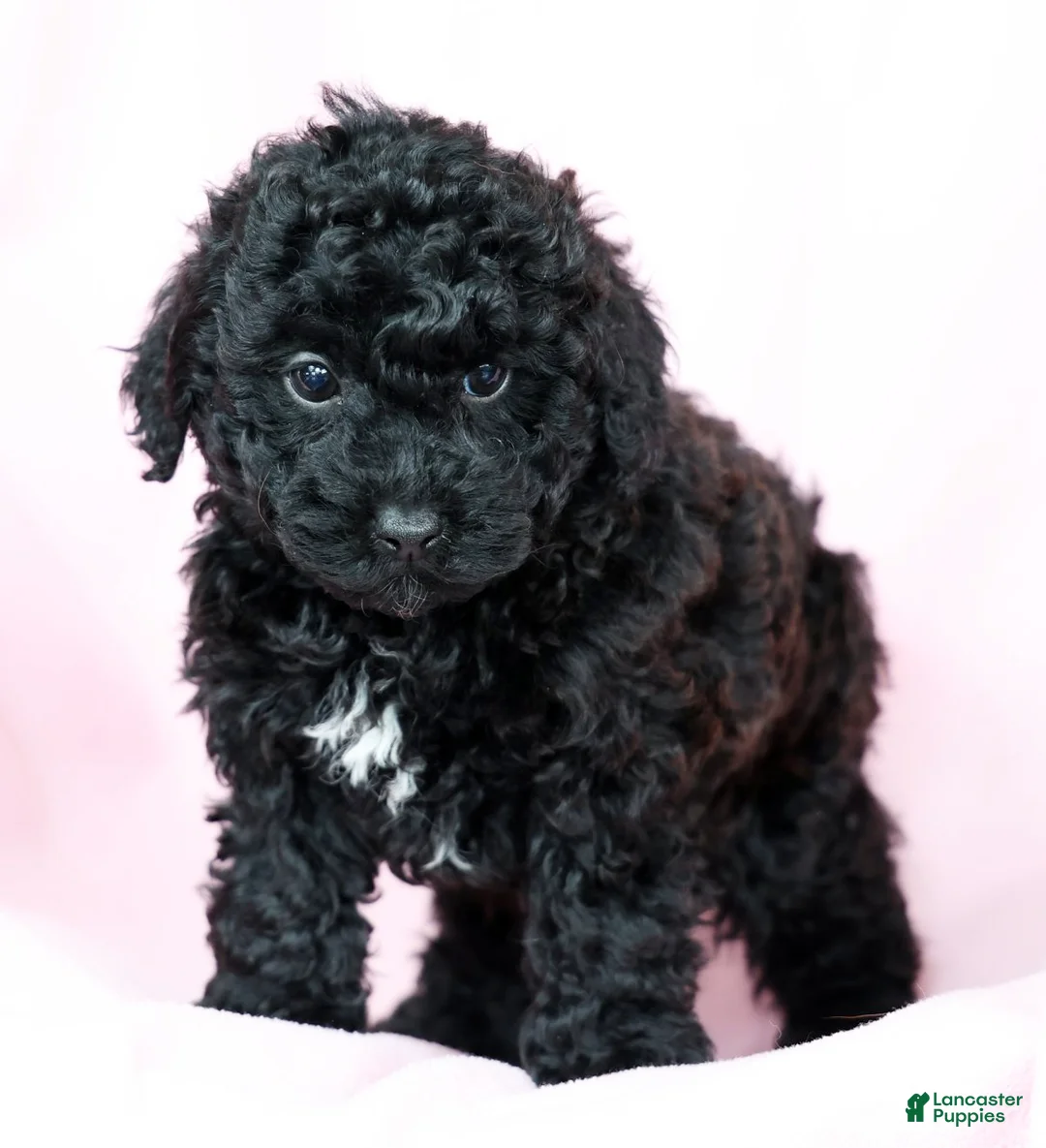 Toy Poodle dogs for sale: Bella - Ad 7